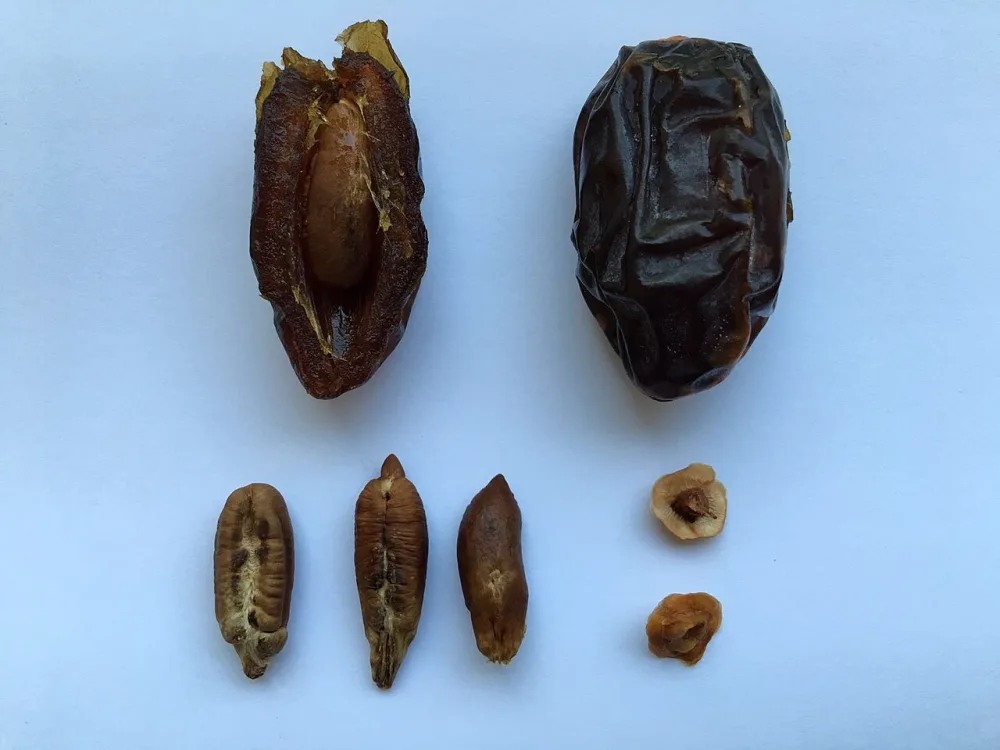 Kurma Medjool untuk Buka Puasa: Tradisi, Sunnah & Tips Ramadan